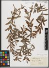 Foto von Salix purpurea L.